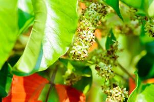 santol arbre et santol fleurs ou sandoricum koetjape , méliacées ou santol ou sentule ou rouge sentole ou Jaune sentole photo