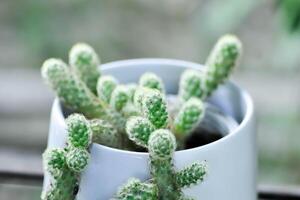 mammillaria allongée, Dame doigt cactus, mammillaria cactus ou succulent photo