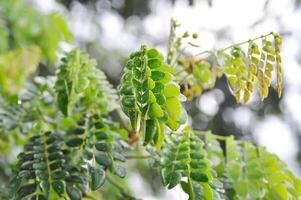 arbre et ciel Contexte ou pluie arbre ou samanée saman, légumineuses mimosoideae et pluie laissez tomber photo