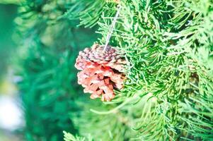 Noël journée ou Noël décoration , pin fleur sur le pin arbre photo