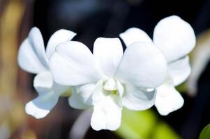 blanc orchidée , dendrobium sp ou orchidacées photo