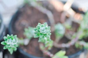 portulaca Werdermannii ou portulaca, mousse Rose ou Soleil plante ou Soleil Rose ou purslane ou pussley fleur photo