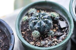 gymnocalycium damsii v tucavocense, gymnocalycium damsii ssp ou cactus photo