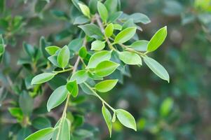 banian arbre ou ficus annulata ou ficus bengalensis photo