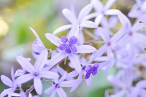 papier de verre vigne, violet couronne ou reines couronne ou violet fleur photo