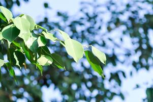 ficus benjamina je, moracées ou d'or figure ou larmes figure et ciel photo