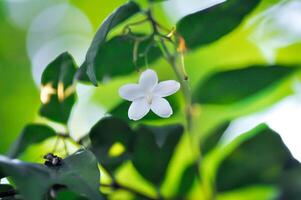 andaman bois de citronnier, Chine boîte arbre ou chinois boîte bois ou Orange jasmin ou rutacées ou murraya paniquer et blanc fleur photo