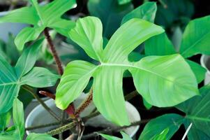 philodendron pédatum, philodendron ou aracées photo