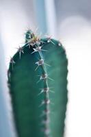 cactus , Conte de fée Château ou cereus péruvien photo