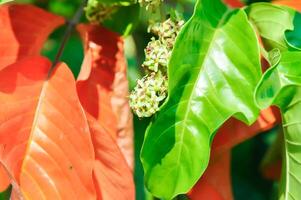 santol arbre et santol fleurs ou sandoricum koetjape , méliacées ou santol ou sentule ou rouge sentole ou Jaune sentole photo