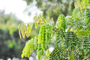 arbre et ciel Contexte ou pluie arbre ou samanée saman, légumineuses mimosoideae et pluie laissez tomber photo