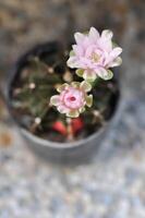 gymnocalycium ,gymnocalycium mihanovichii ou gymnocalycium mihanovichii panaché avec fleur ou cactus fleur photo