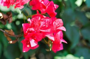 bougainvilliers ou papier fleur , rouge papier fleur photo