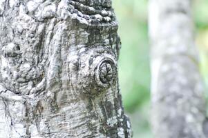 arbre aboyer, tige dans brouiller Contexte photo