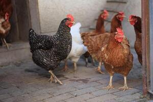 une groupe de poulets et une coq pâturer sur une ferme dans une village sur une ensoleillé journée. poulets sur un biologique Accueil cultiver. printemps ou été journée. poulets de différent couleurs. blanc poulets. rouge poulets. photo