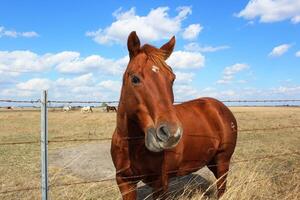 une cheval ranch dans Sud Texas. photo