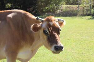 une fermer de une Jersey vache dans Oklahoma. photo