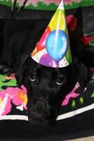 une noir Labrador retriever chiot portant une anniversaire chapeau. photo