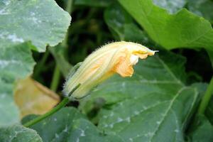 fleur de citrouille gros plan photo