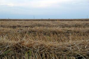 blé foins récolte champ avec ciel photo