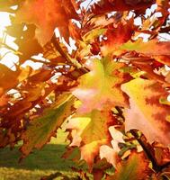 rouge et Orange l'automne feuilles dans ensoleillement photo
