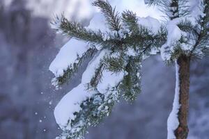 neige couvert pin arbre branches en plein air. photo