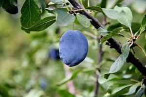 magnifique prune brunch photo