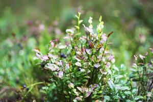 sauvage myrtille dans été forêt. photo