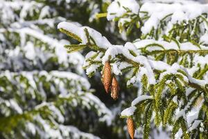 neige couvert sapin arbre branches avec cônes en plein air. photo