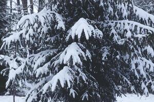 neige couvert épicéa arbre branches en plein air. photo