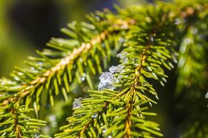 fusion neige. l'eau laissez tomber sur sapin arbre branche en plein air. photo