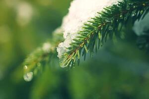 neige couvert sapin arbre branches en plein air. photo