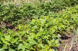 biologique vert des haricots croissance dans le jardin photo