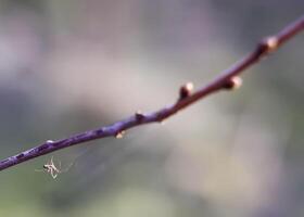 bourgeons et premier feuilles sur arbre branches. photo