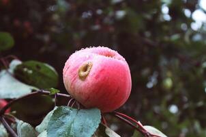 mûr pommes sur une arbre photo