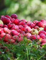 Frais mûr pommes dans le jardin. photo