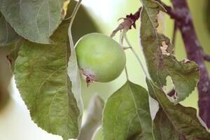 mûr pommes sur une arbre photo