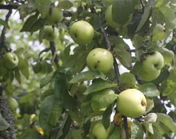 pommes sur l'arbre photo