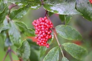 sambucus racemosa, commun rouge sureau, fruits rouges aîné baies sur le branche dans le jardin. photo