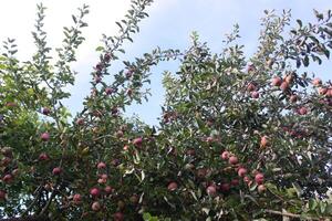 pommes rouges sur un arbre photo