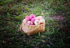 Frais mûr pommes dans une panier photo