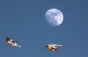 dunes grues lune photo