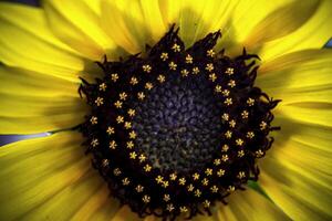 tournesol macro fleur photo