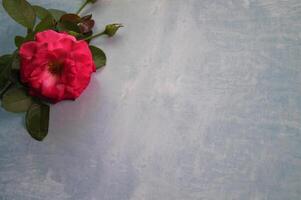 Haut vue de rouge Rose sur plat bleu texturé surface espace pour texte photo