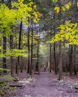 Parc d'État de Ricketts Glen photo