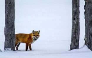 yellowstone rouge Renard photo