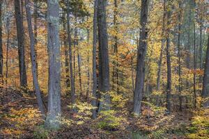 Nouveau Hampshire tomber couleurs photo