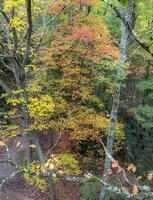 cuisinier forêt Etat parc photo