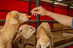 alimentation animal groupes mouton ovis bélier sur le nationale ferme le photo est adapté à utilisation pour ferme affiche et animal contenu médias.