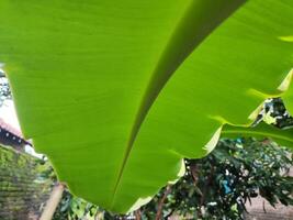 banane plante avec rosée gouttes sur le feuilles photo